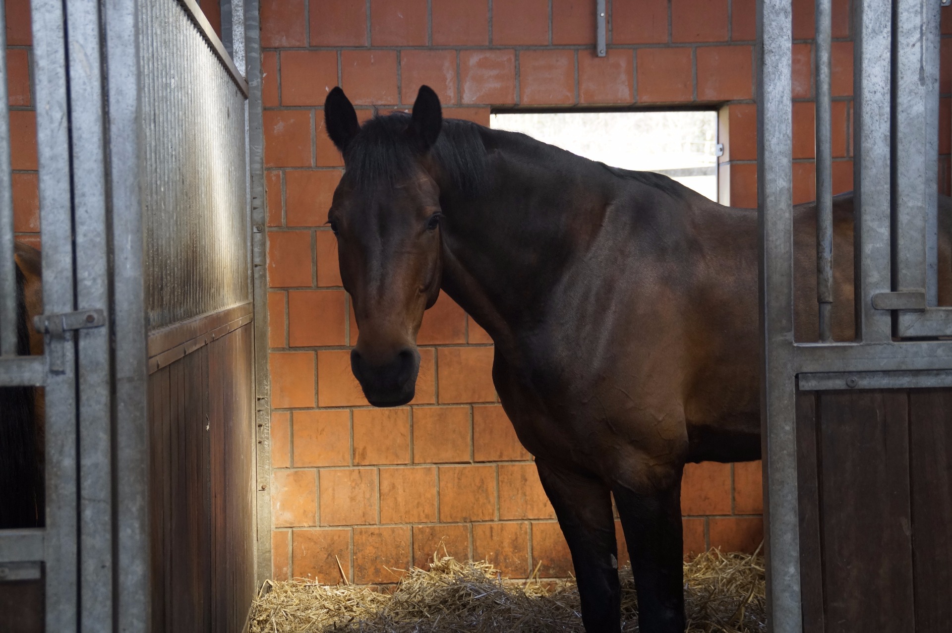 In his stable. Looking cute as always♥