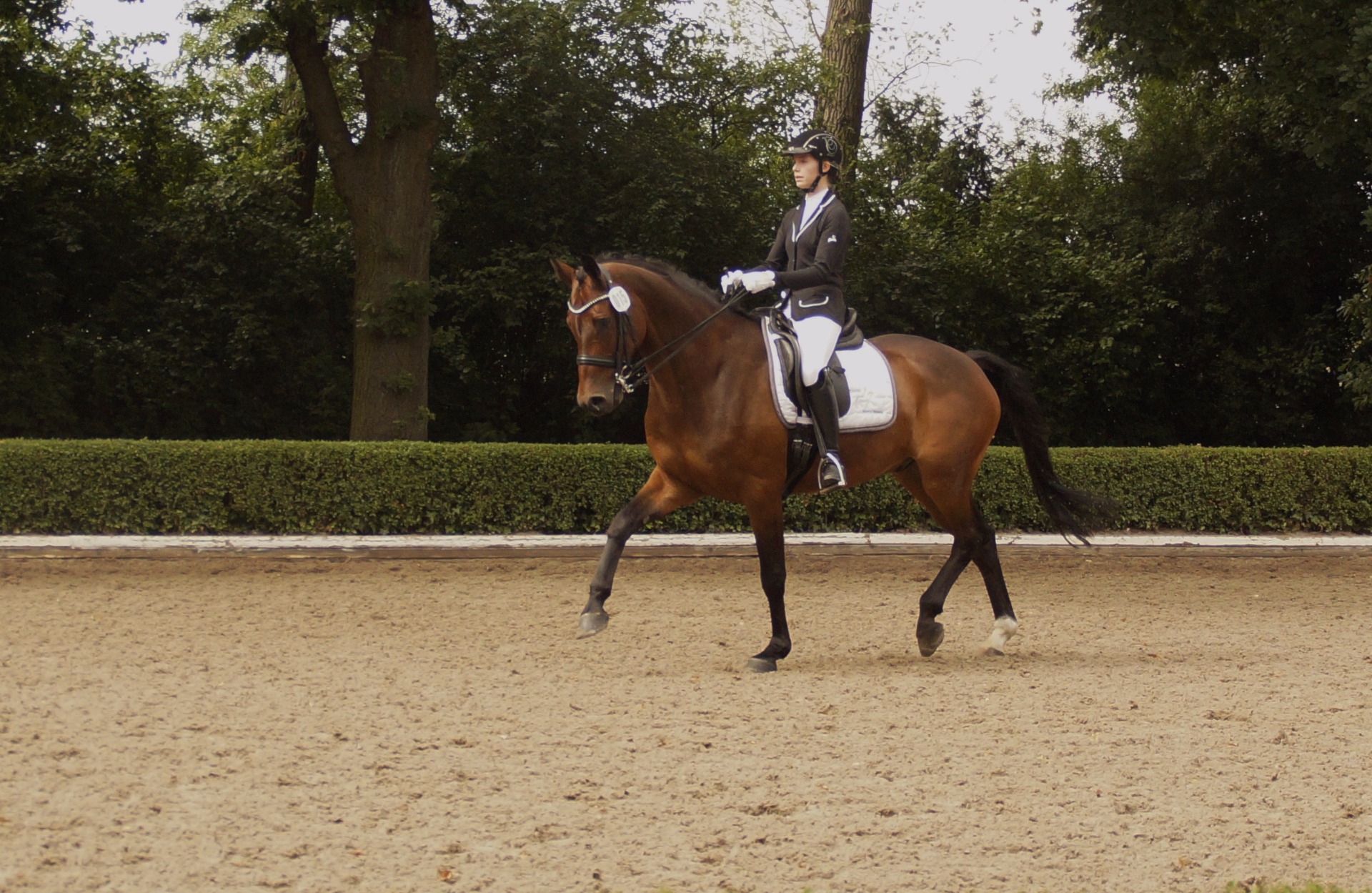 Baumann's Casanova @ Krüsterhof, Hinnemann 2017